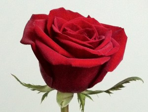 2013-06-07 20-02-32 IMG_6357